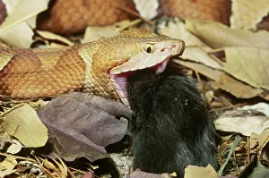 Copperhead: Copperhead Snake Eating