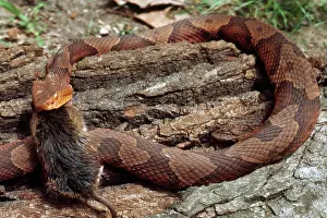 Vipers: Copperhead Swallowing Mouse