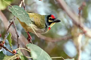 Barbet: Coppersmith Barbet - on branch alert posture -