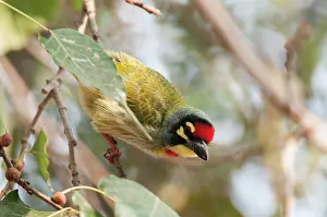 Barbet: Coppersmith barbet - looking down - on branch