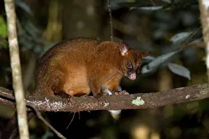 Possum: Coppery Brushtail Possum