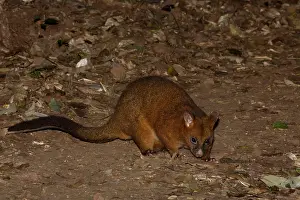 Possum: Coppery Brushtail Possum