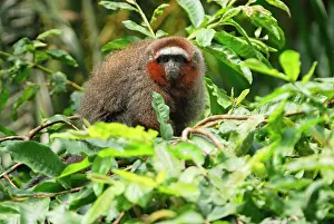 Titi: Coppery Titi / Red Titi Monkey