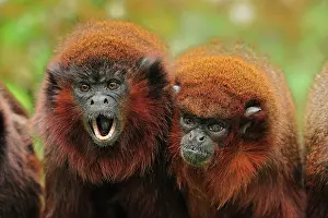 Titi: Coppery Titi / Red Titi Monkey - calling