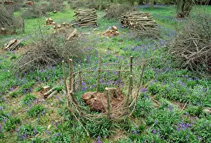 Stool: Coppice - Fence protecting new Coppice stool (Woodland