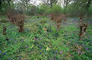 Coppice: Coppice Flowers