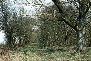 Tracks: COPPICE - Oak standards & Hazel - traditional woodland