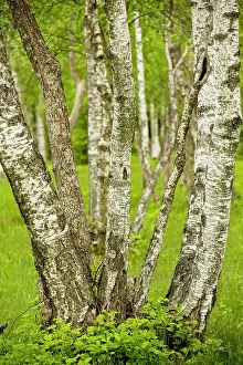 Coppiced: Coppiced Downy Birch trunks in Laelatu Wooded Meadow