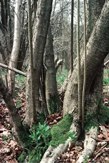 Stool: COPPICED HAZEL STOOL - very old