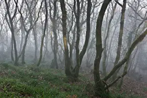 Petraea: Coppiced Sessile Oaks