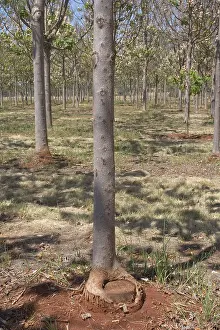 Eric Lindgren: A coppiced tree in a Paulownia plantation in Queensland