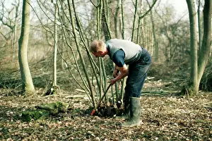 Monks: Coppicing - Hazel in Monks Wood, UK