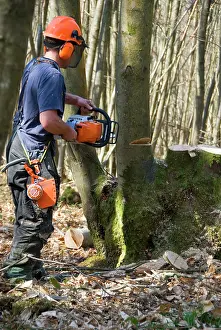 Coppicing: Coppicing Sweet Chestnut - ancient woodland