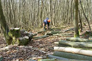 Coppicing: Coppicing Sweet Chestnut - ancient woodland