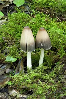 Found: Coprinus impatiens - Found in leaf litter or soil