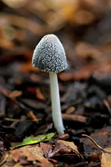 Coprinus: Coprinus lagopus