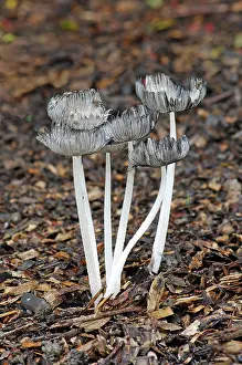Shady: Coprinus lagopus - Habitat - on leaf litter or
