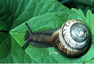 Shells: COPSE SNAIL