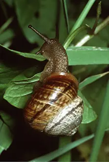 Crawling: COPSE SNAIL