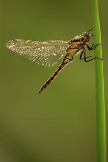 Visible: Copulatory parts of the visible male reproductive