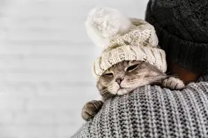 Scarf: copy space cute cat wearinf fur cap winter