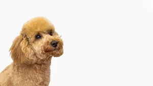 Luck: copy space domestic dog. High resolution photo