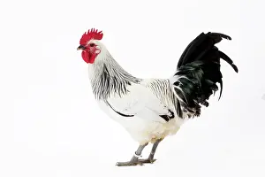 Wattles: Coq de Contres Chicken Cockerel / Rooster