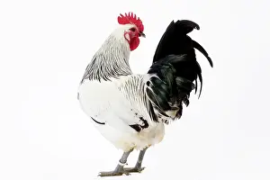 Cockerel: Coq de Contres Chicken Cockerel / Rooster
