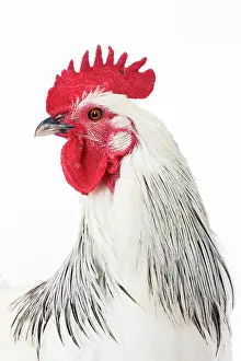 Wattles: Coq de Contres Chicken Cockerel / Rooster