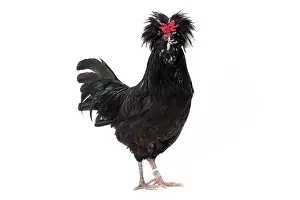 Hairstyle: Coq de Houdan / Houdan Chicken Cockerel / Rooster