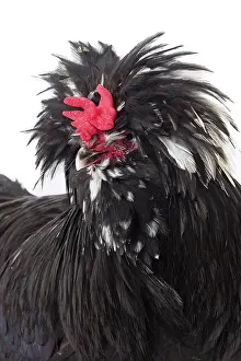 Hairstyle: Coq de Houdan / Houdan Chicken Cockerel / Rooster