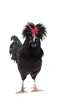 Weird: Coq de Houdan / Houdan Chicken Cockerel / Rooster
