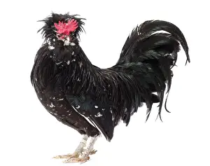 Hairstyle: Coq Houdan nain Chicken Cockerel / Rooster