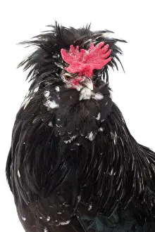 Hairstyle: Coq Houdan nain Chicken Cockerel / Rooster