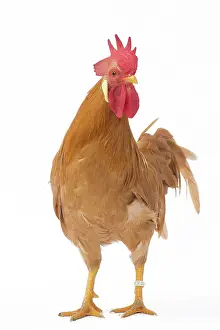 Italienne: Coq Italien Chicken Cockerel / Rooster