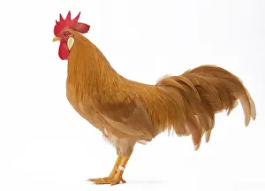 Italienne: Coq Italien Chicken Cockerel / Rooster
