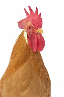 Italienne: Coq Italien Chicken Cockerel / Rooster