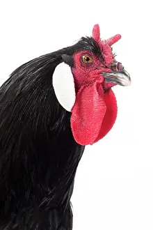 Comb: Coq De la Fleche Chicken Cockerel / Rooster