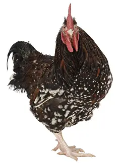 Tricolors: Coq Sussex breed