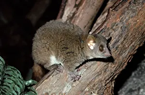 Ken Lucas: Coquerel's Mouse LEMUR - in tree