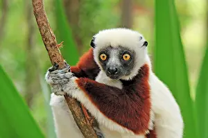 Sifakas: Coquerel's Sifaka
