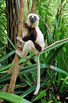 Sifakas: Coquerel's Sifaka