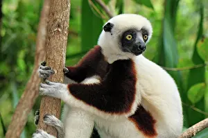 Sifakas: Coquerel's Sifaka