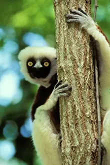 Propithecus: Coquerel's Sifaka