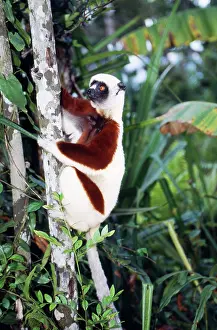 Propithecus: Coquerel's Sifaka