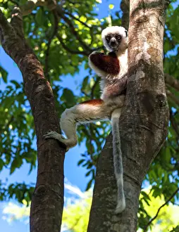 Propithecus: Coquerel's Sifaka Lemur