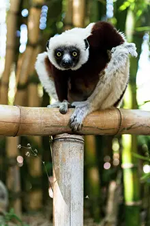 Propithecus: Coquerel's Sifaka Lemur on bamboo tree
