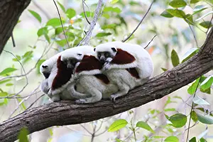 Equatorial: Coquerels sifaka (Propithecus coquereli) 3 adults
