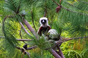 Propithecus: Coquerel's Sifaka (Propithecus coquereli)