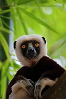 Keren: Coquerel's Sifaka (Propithecus coquereli)